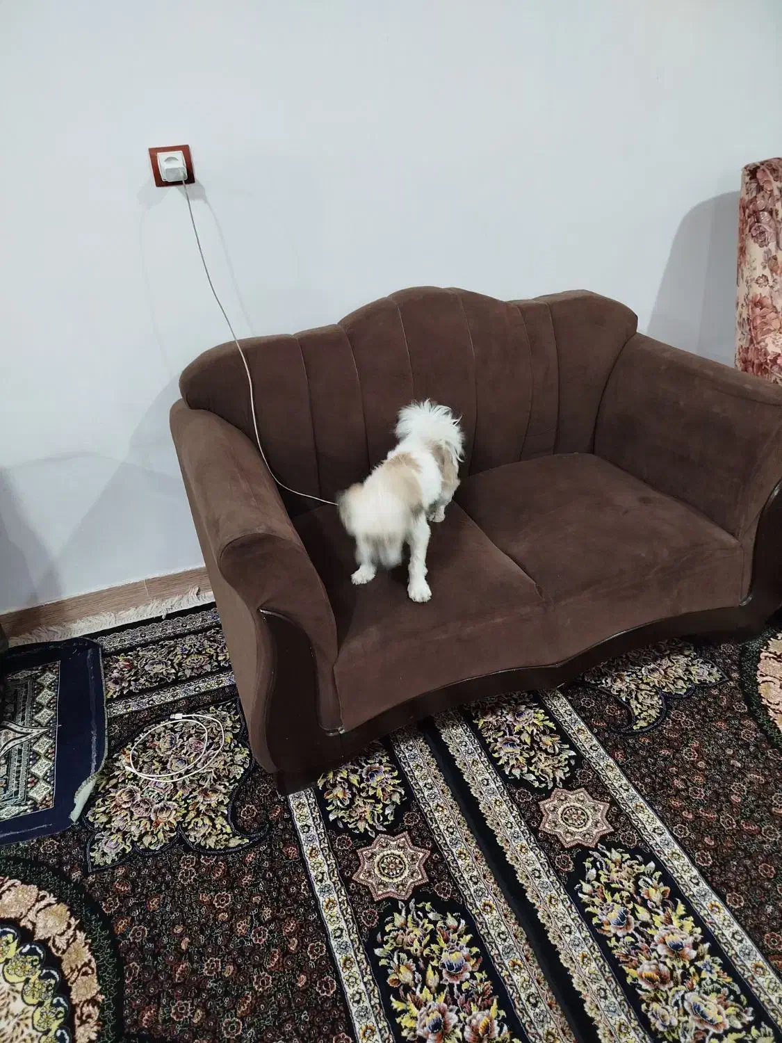 سگ  خونگی واکسن زده|سگ|خرم‌آباد, |دیوار