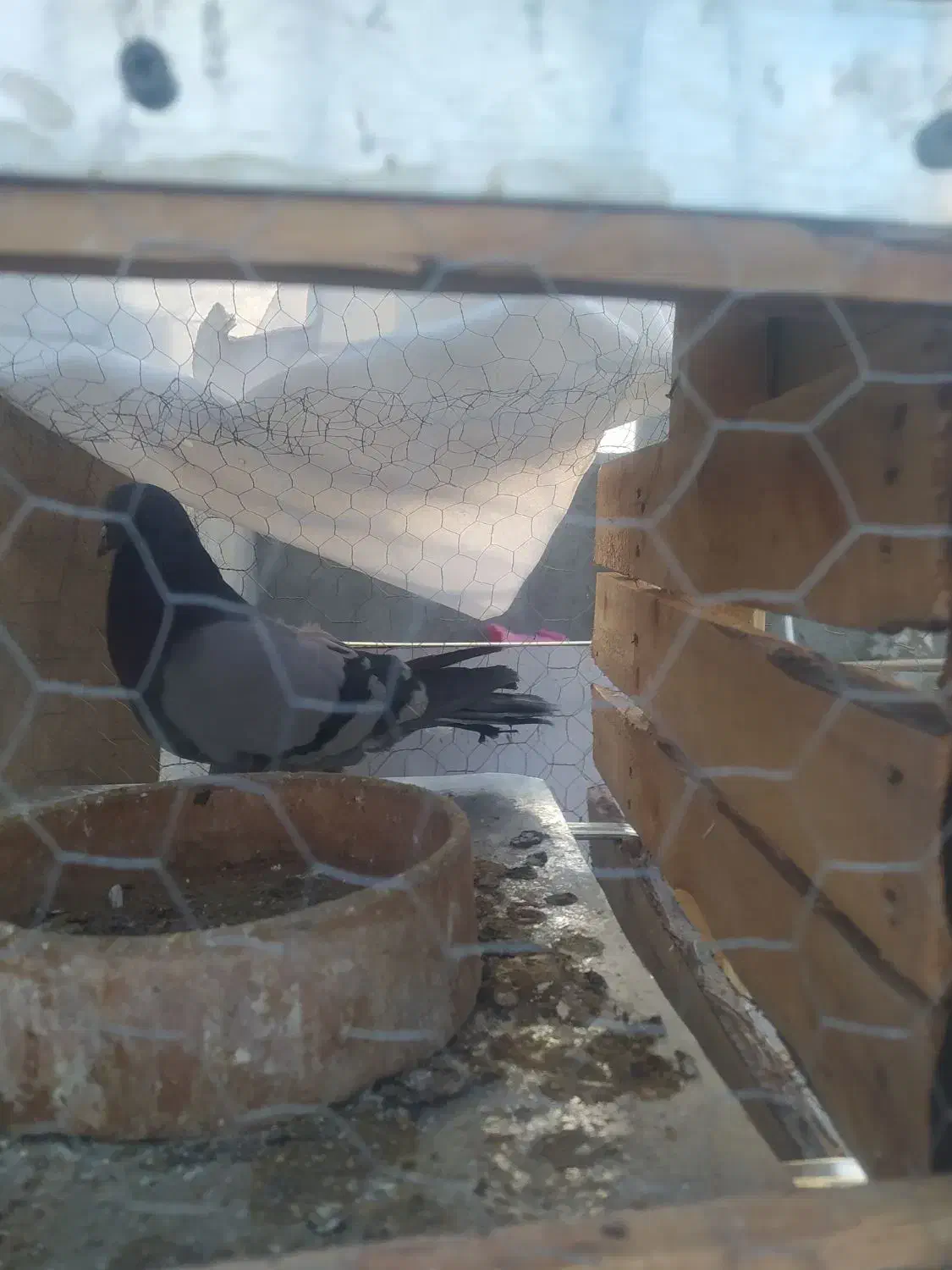 کبوتر|پرنده|همدان, |دیوار