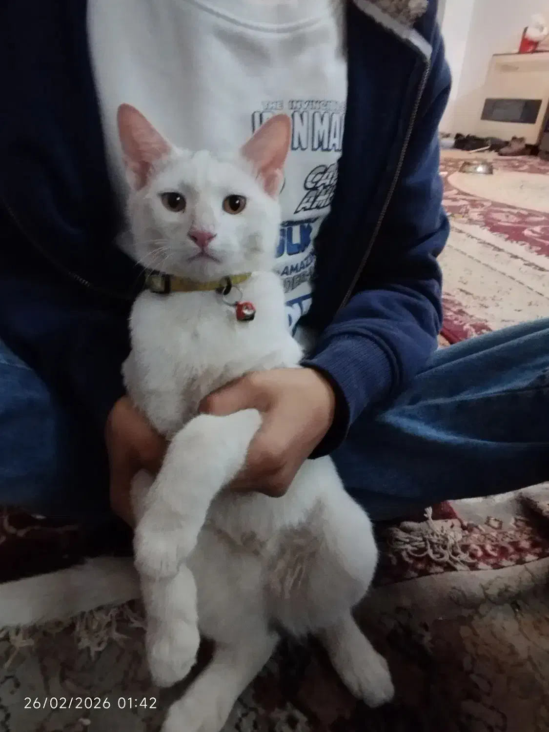 گربه ملوس|گربه|مشهد, آبکوه|دیوار