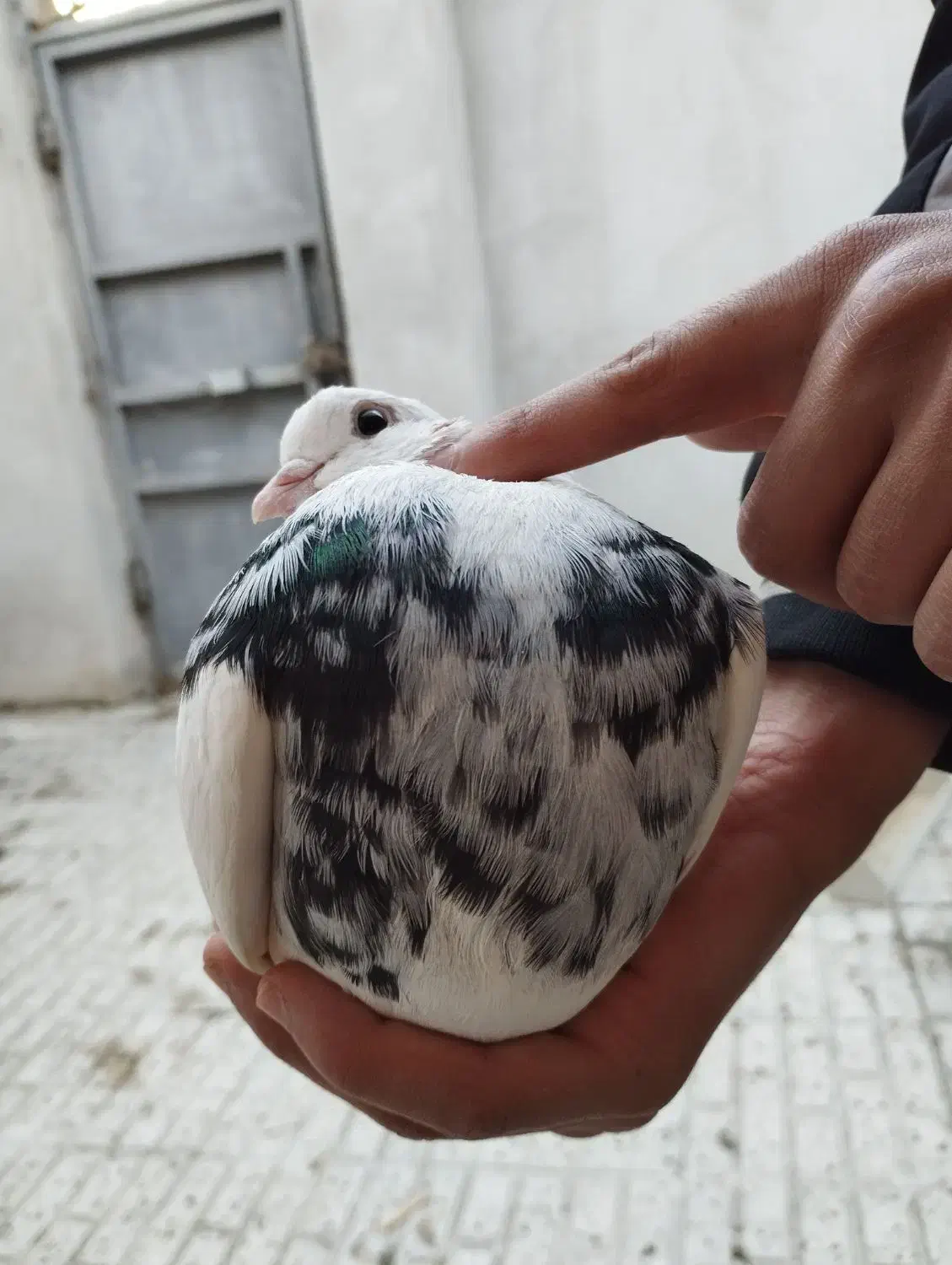 طوقی زرین|پرنده|مینودشت, |دیوار