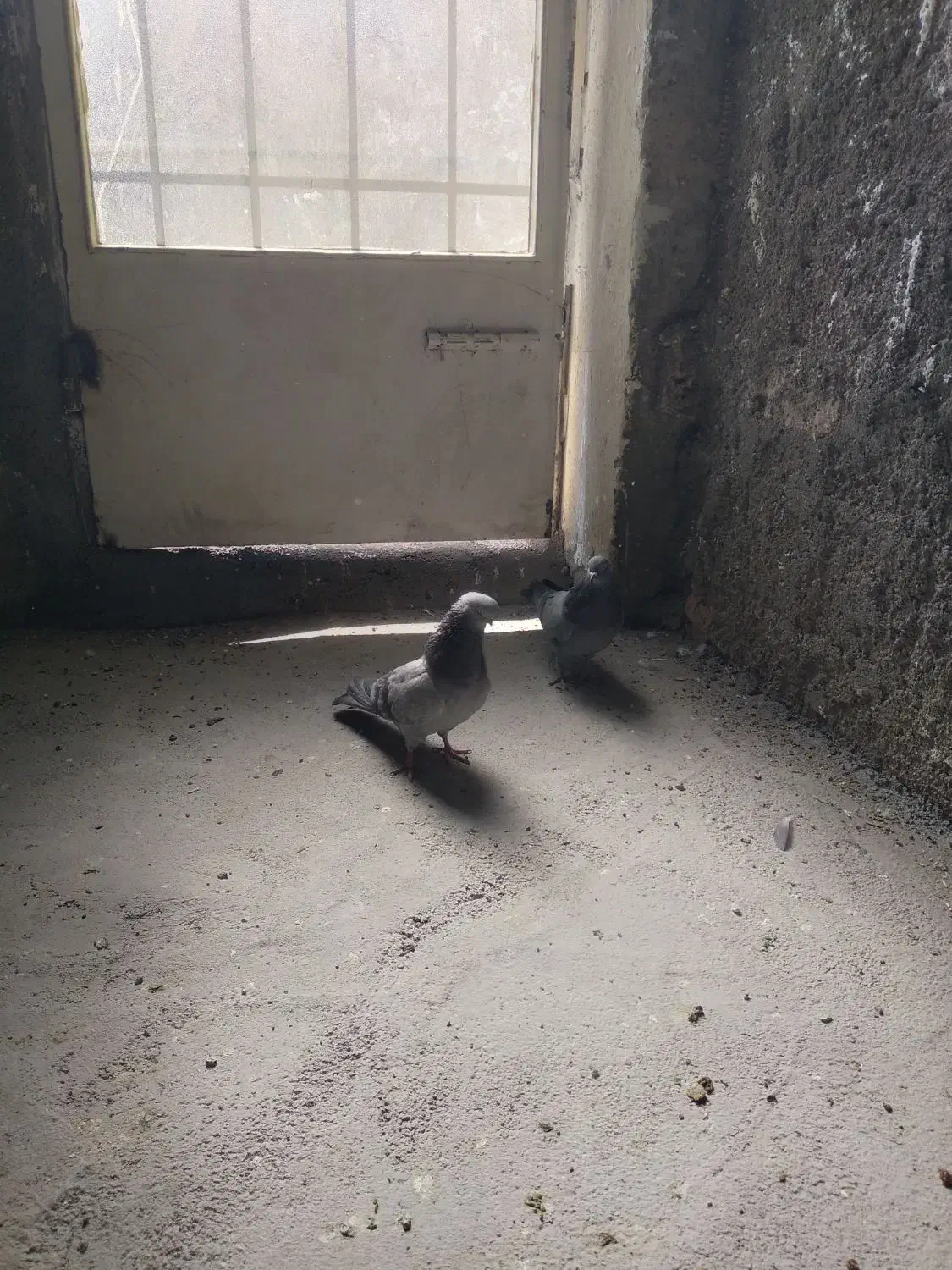 کفتر اصفهانی|پرنده|برخوار, |دیوار