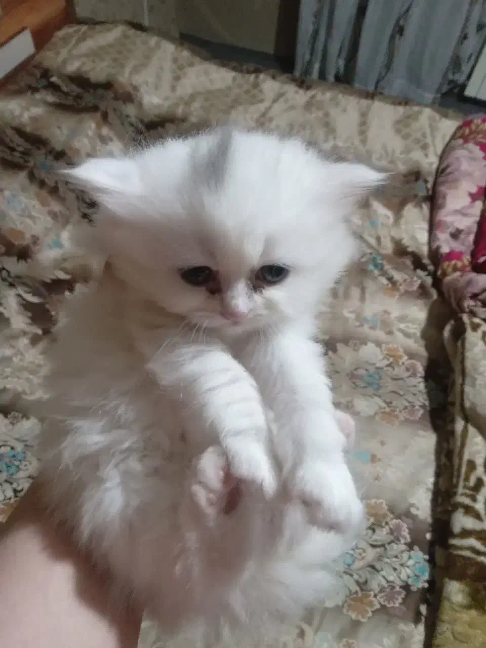 گربه|گربه|تبریز, |دیوار