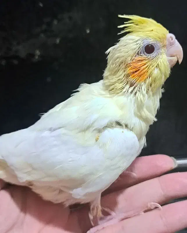 جوجه عروس هلندی وکوتوله برزیلی سرلاکی|پرنده|شیراز, شهرک رضوان|دیوار