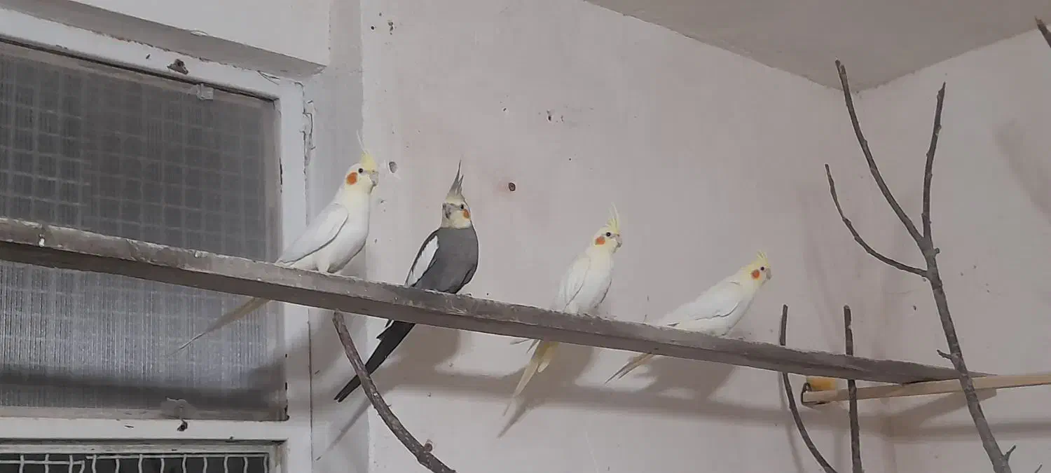 عروس هلندی و مرغ عشق|پرنده|پیرانشهر, |دیوار