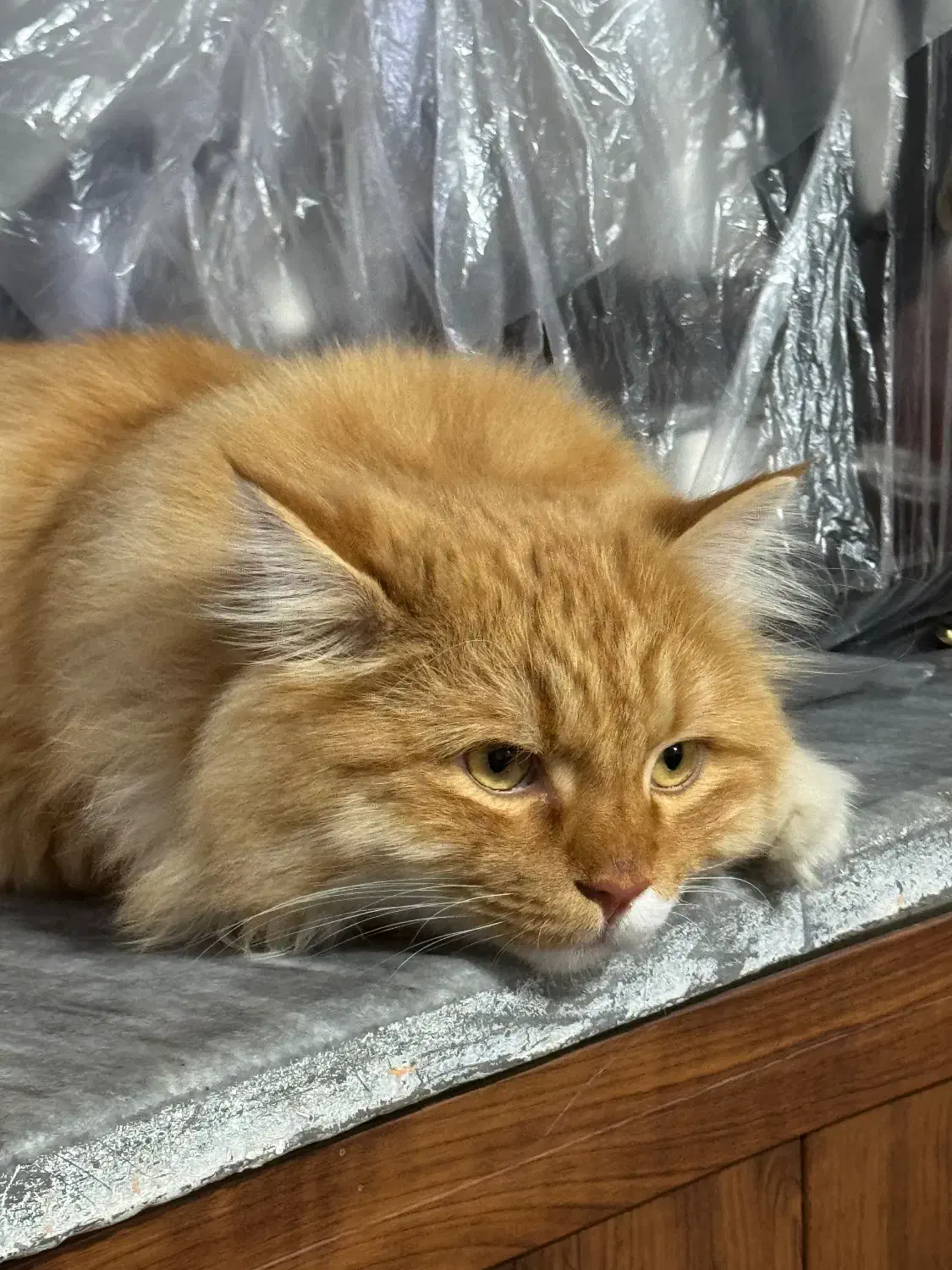 گربه خانگی|گربه|پیرانشهر, |دیوار