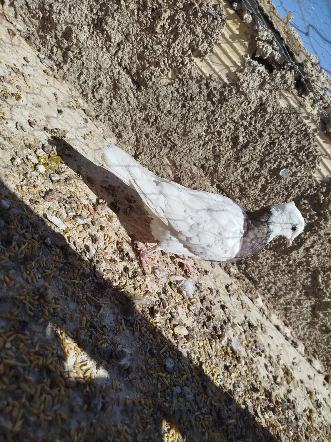 کفتر فروشی هوایی نر چهار تا باهم 700تکی 200|پرنده|طبس, |دیوار