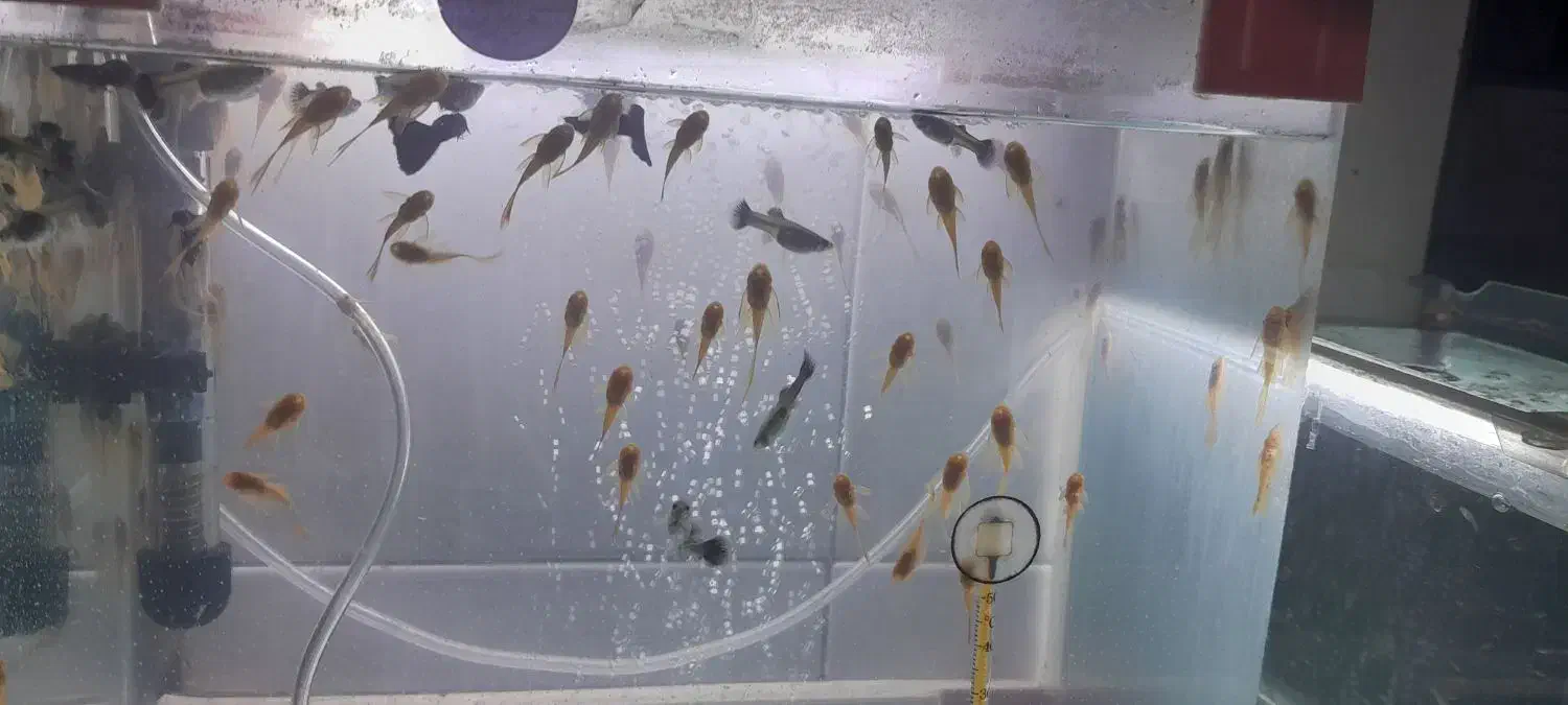 انواع کت ۱۰۰۰۰۰تومان|ماهی|تهران, تهرانسر غربی|دیوار