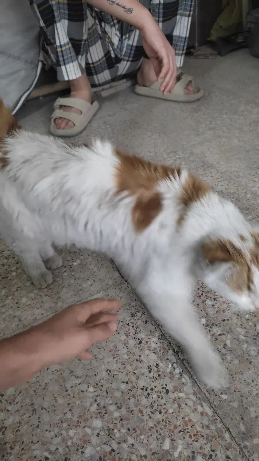 گربه dlh|گربه|ساوه, |دیوار