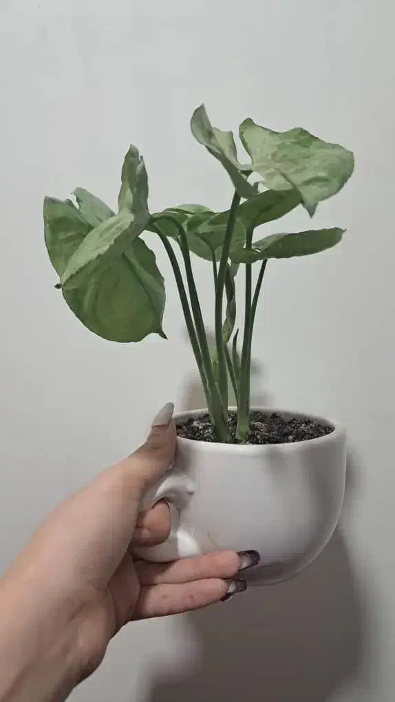 گلدان و گل ارزان|گل و گیاه طبیعی|لالی, |دیوار