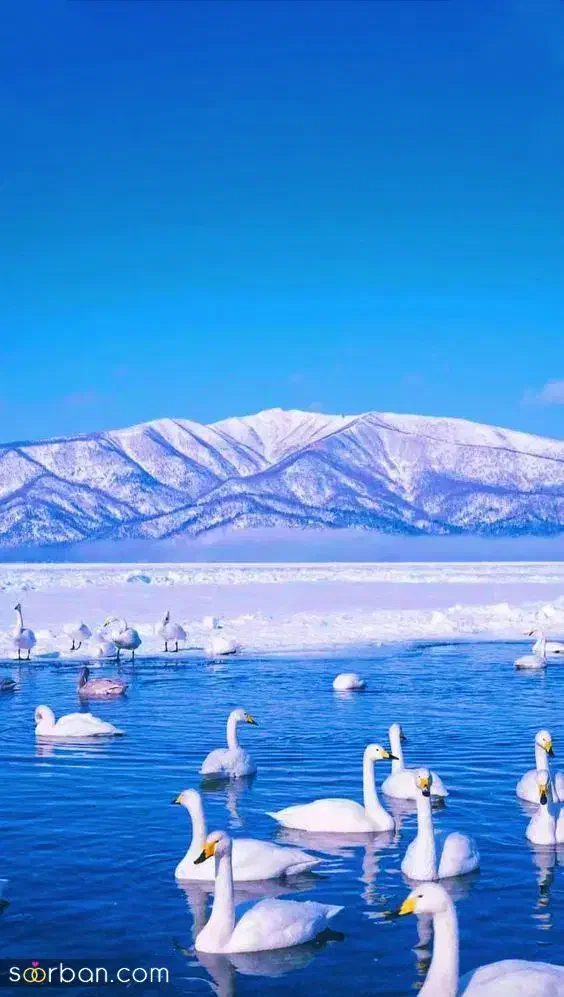 راهنمایی ومیکنم|فعالیت داوطلبانه|سنندج, |دیوار