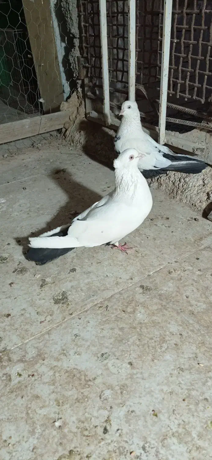 کبوتر|پرنده|اهواز, کوی علوی|دیوار