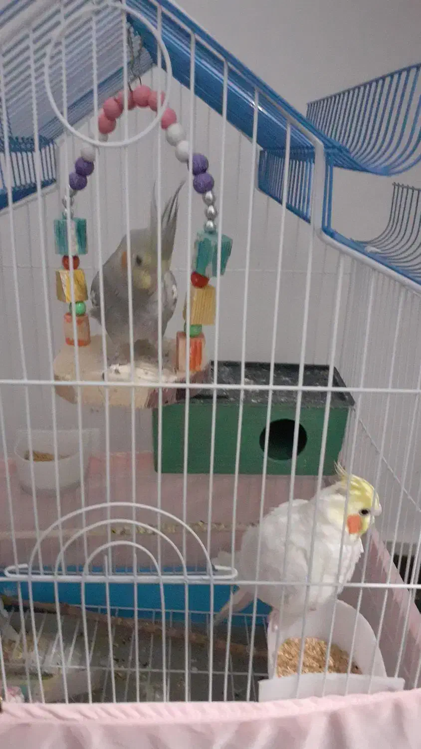 دوتاعروس هلندی نروماده|پرنده|احمدآبادمستوفی, |دیوار