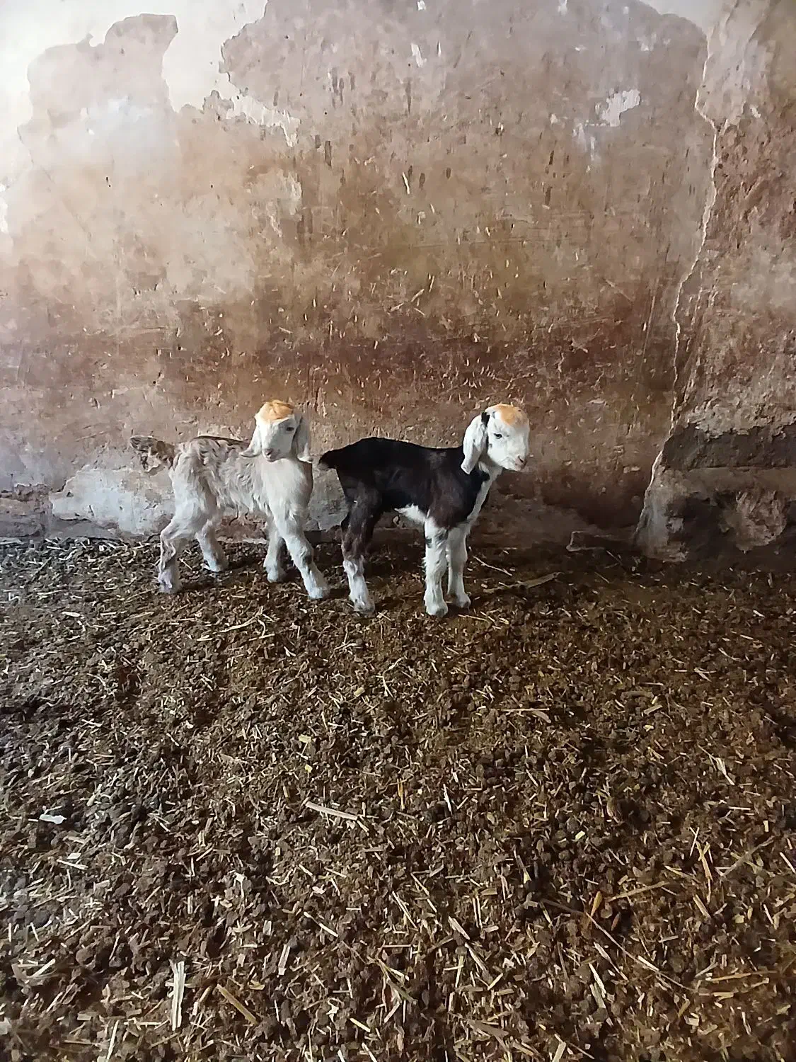 بزنجدی|حیوانات مزرعه|فارسان, |دیوار