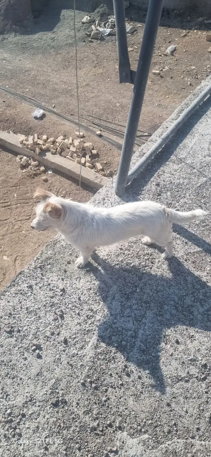 سگ شیتزو|سگ|قزوین, |دیوار