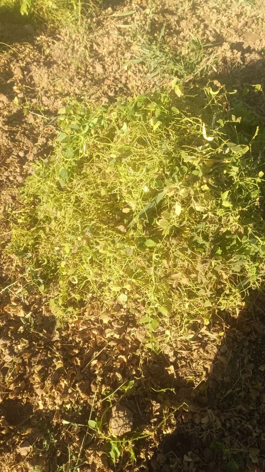 کاه لوبیا چیتی|لوازم جانبی حیوانات|صائین قلعه, |دیوار