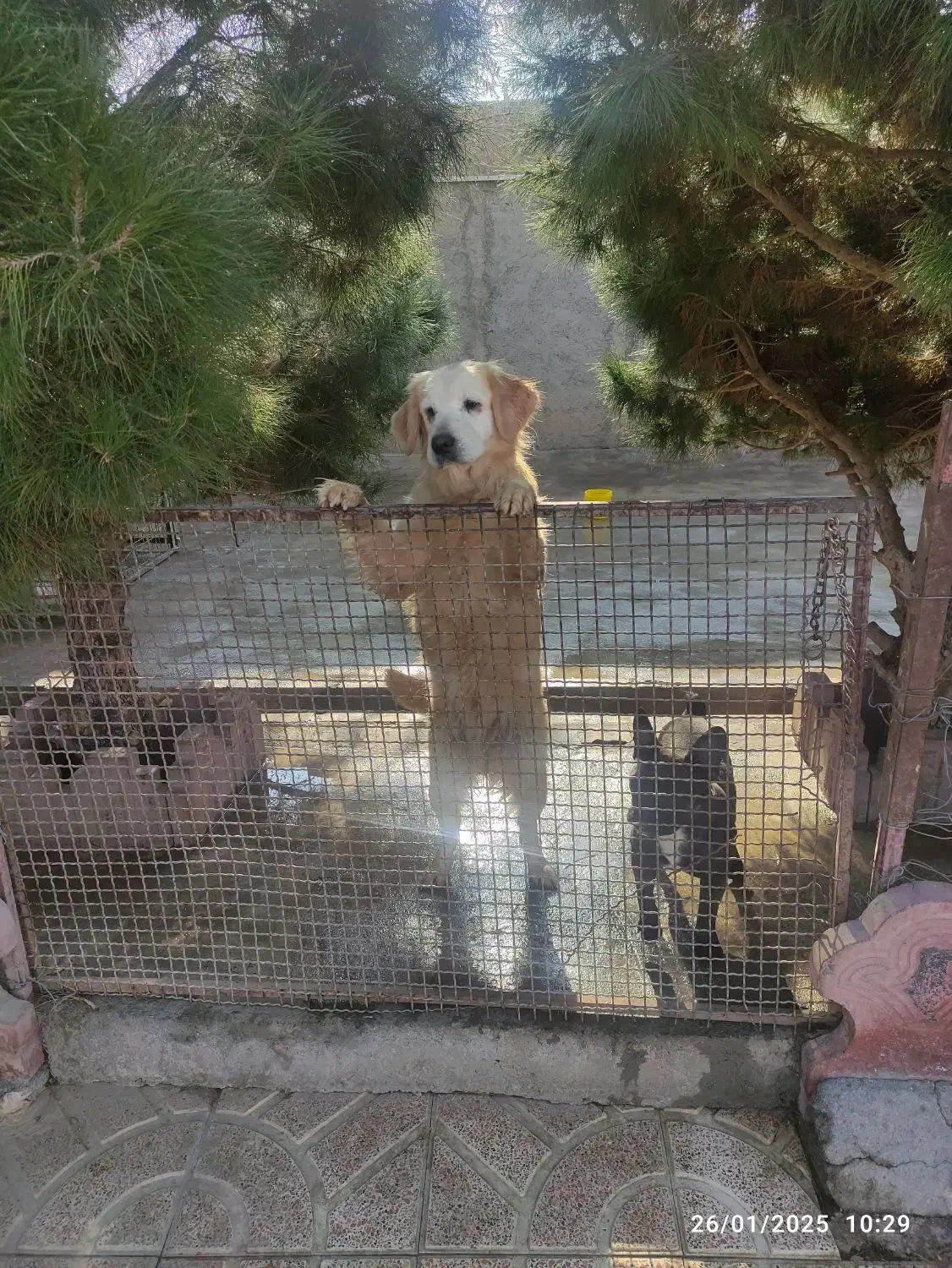 واگذاری فوری سگ های اصیل|سگ|تهران, ترمینال غرب|دیوار