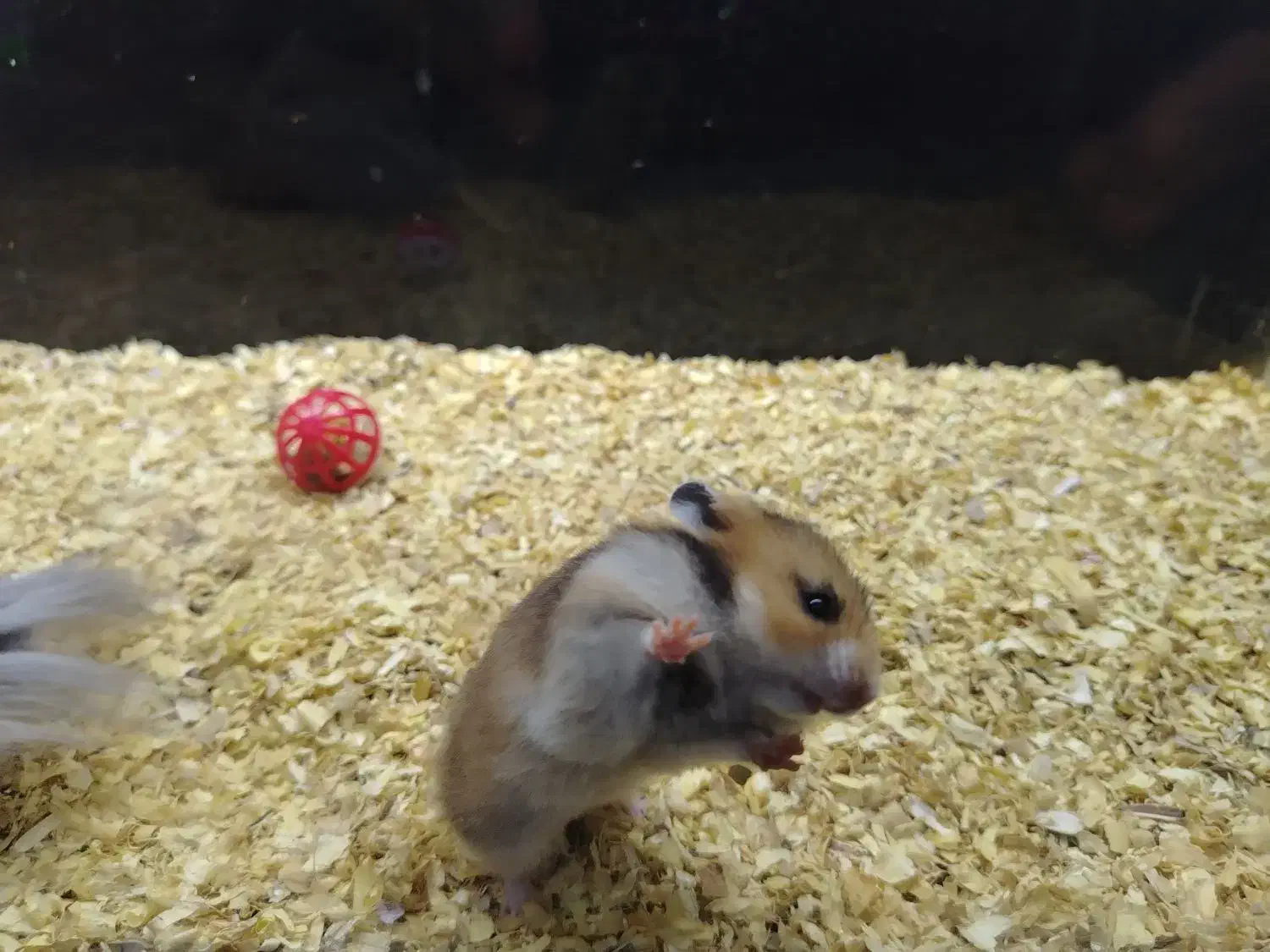 همستر|موش و خرگوش|کرج, کیانمهر|دیوار