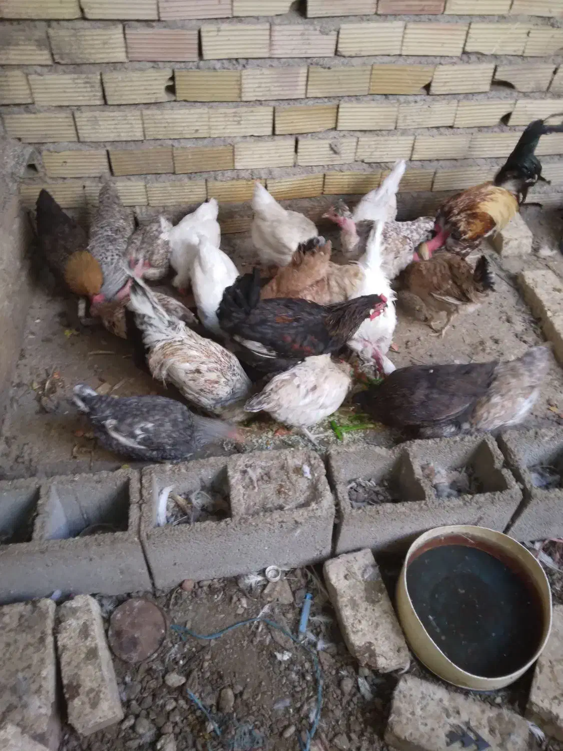 مرغ محلی|حیوانات مزرعه|دوگنبدان, |دیوار