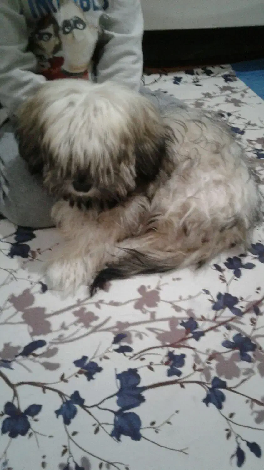 فروش یا معاوضه با عروس هلندی|سگ|ملایر, |دیوار