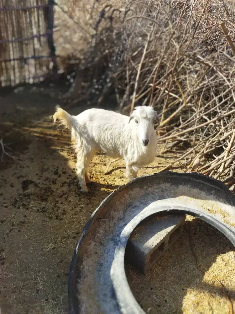 بز جوان|حیوانات مزرعه|چاه مرید, |دیوار