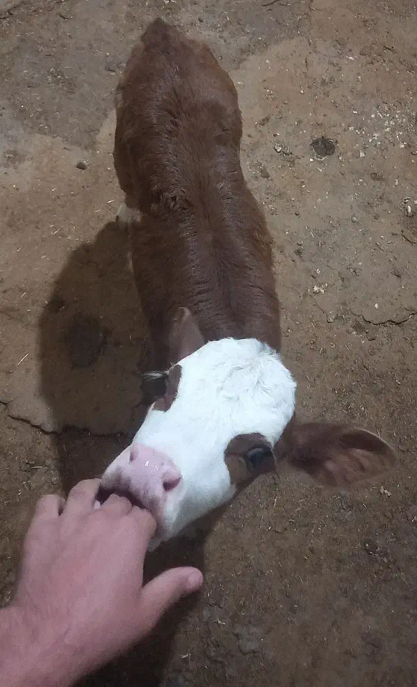 یک عدد گوساله سیمینتال شیری|حیوانات مزرعه|لیکک, |دیوار