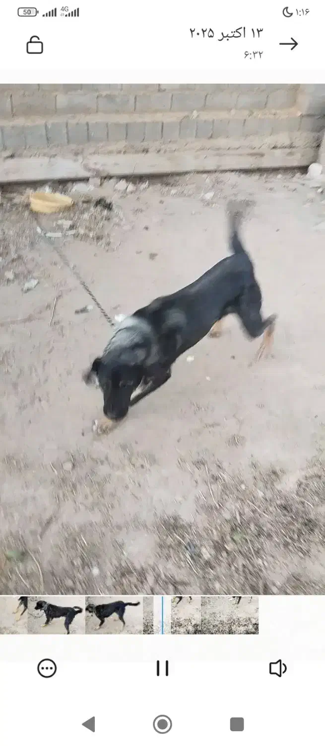 سگ عراقی|سگ|چهاربرج, |دیوار