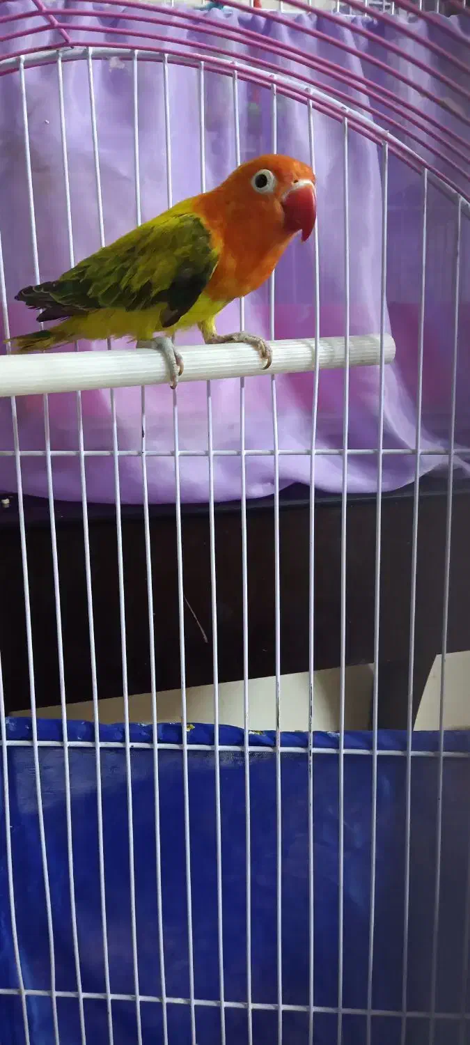 طوطی برزیلی یوینگ یک جفت|پرنده|ری, دولت‌آباد|دیوار