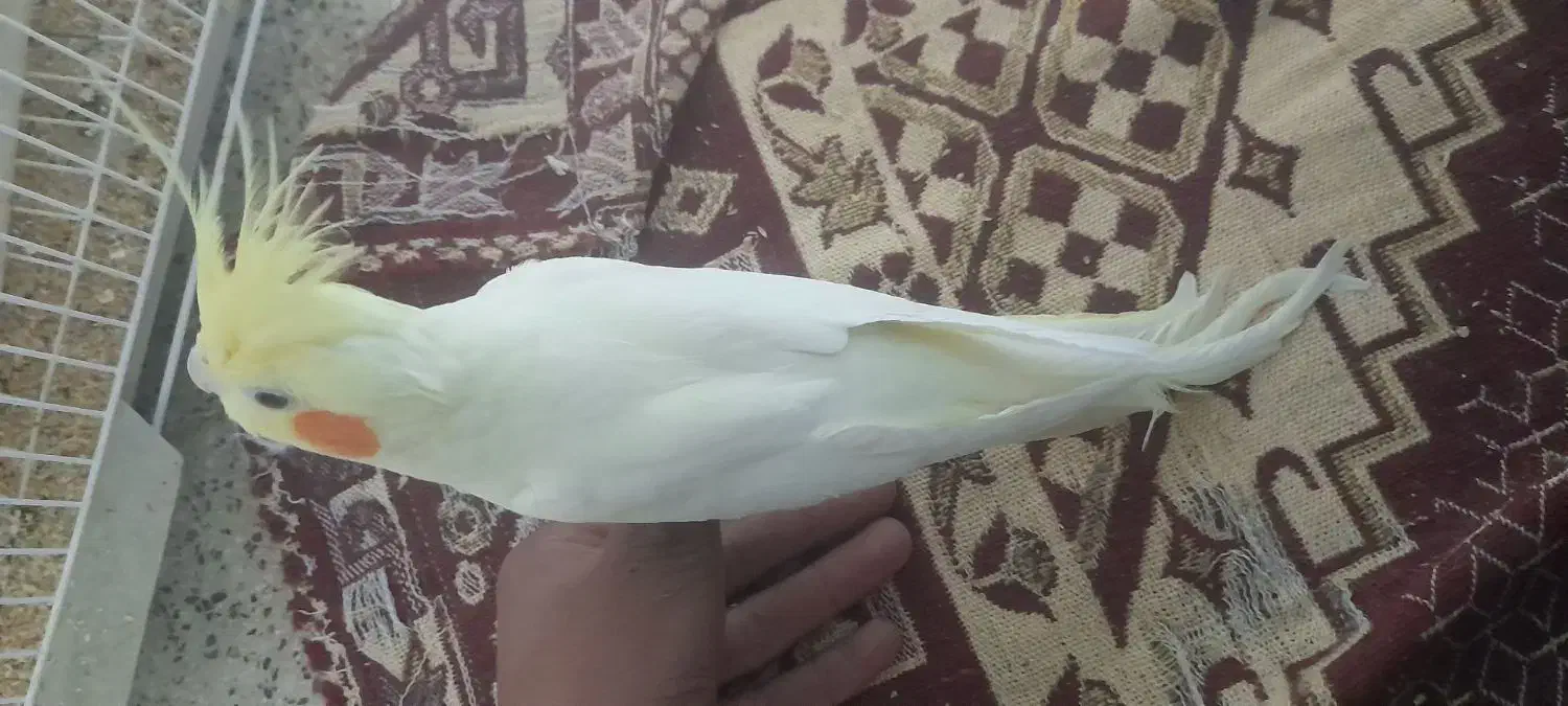 عروس هلندی  نر دستی  فروش به علت  نداشتن جا|پرنده|اسدآباد, |دیوار