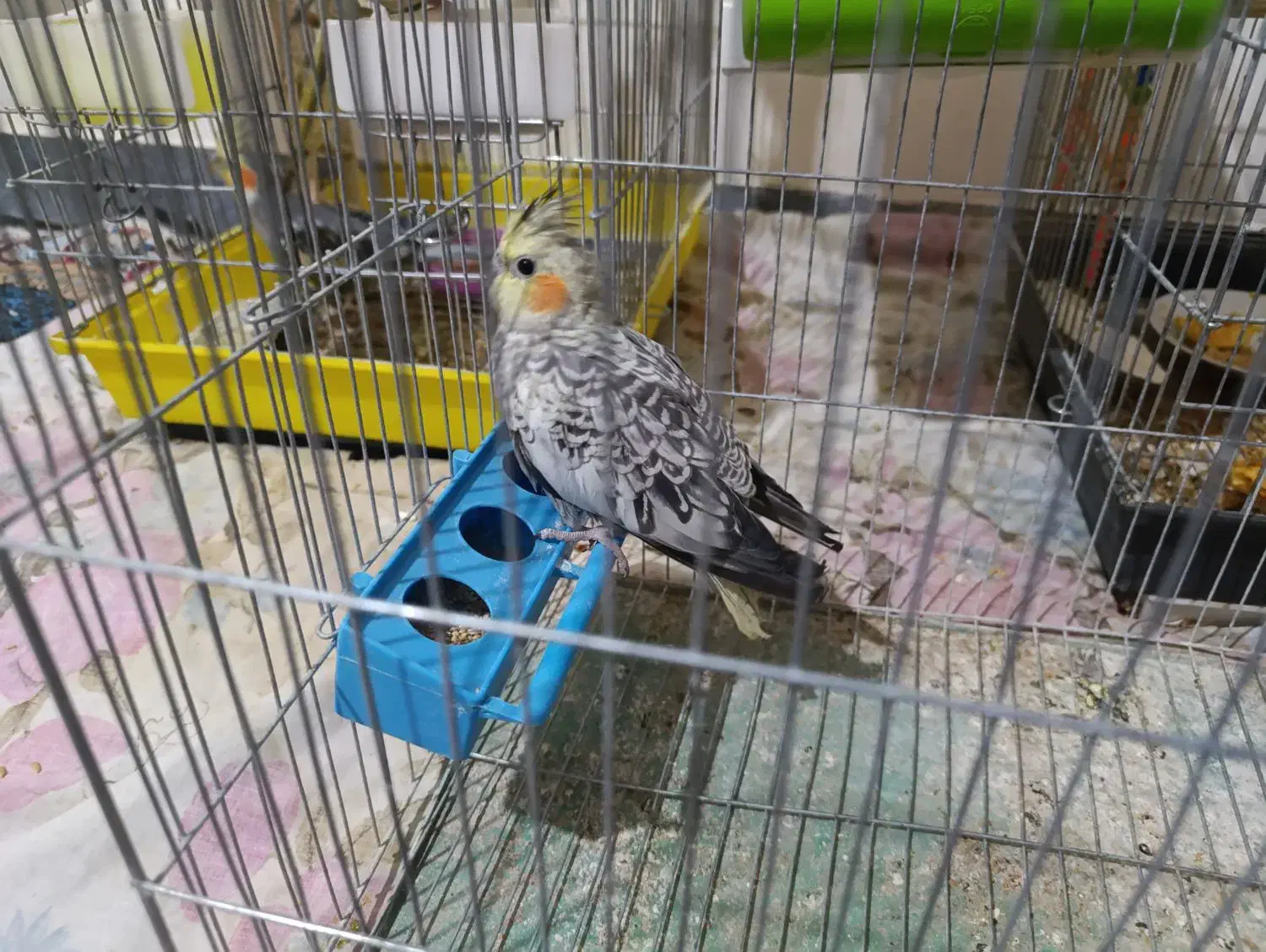 عروس هلندی ماده|پرنده|نهاوند, |دیوار