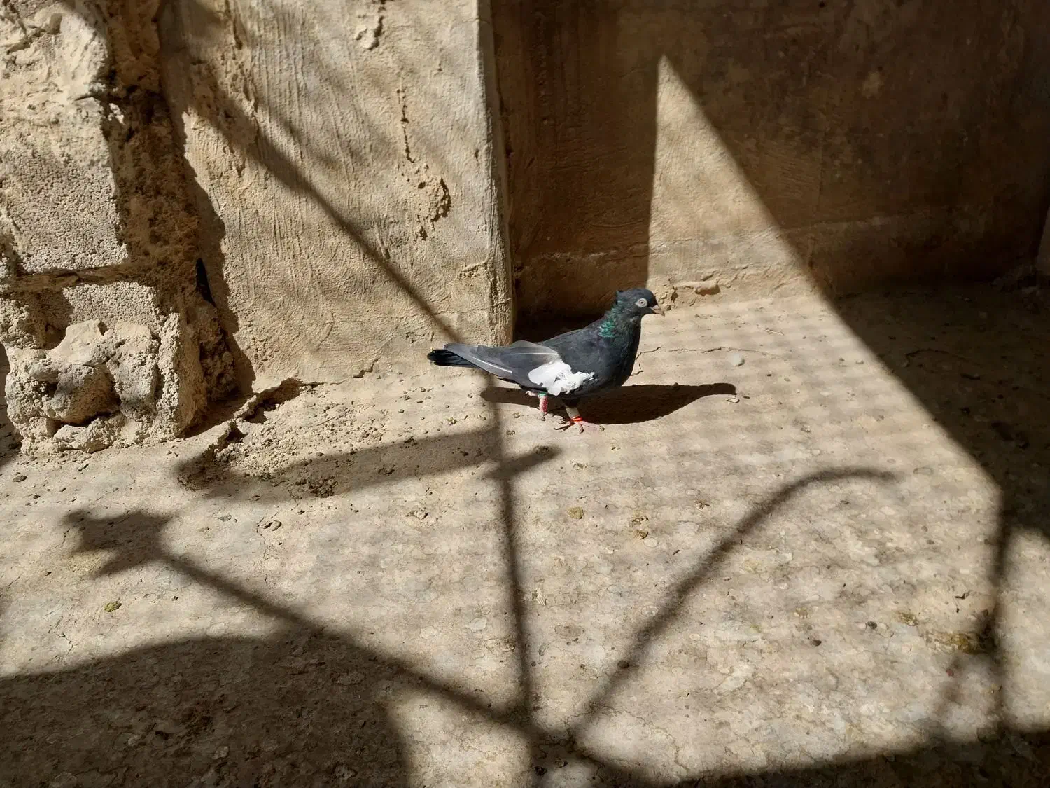 کفتر سرک جوجه و ماده برای فروش|پرنده|شیراز, تندگویان|دیوار