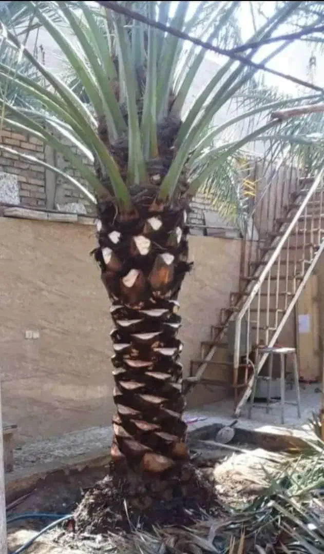 تمیز کردن نخل و تکریب|خدمات باغبانی و درختکاری|شادگان, |دیوار