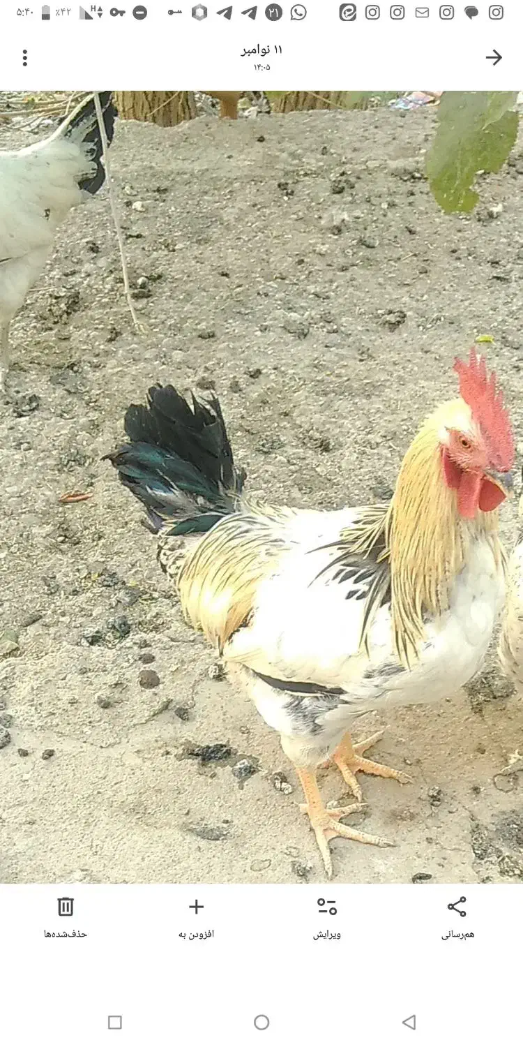 خروس خانگی درجه 1|حیوانات مزرعه|مبارکه, |دیوار