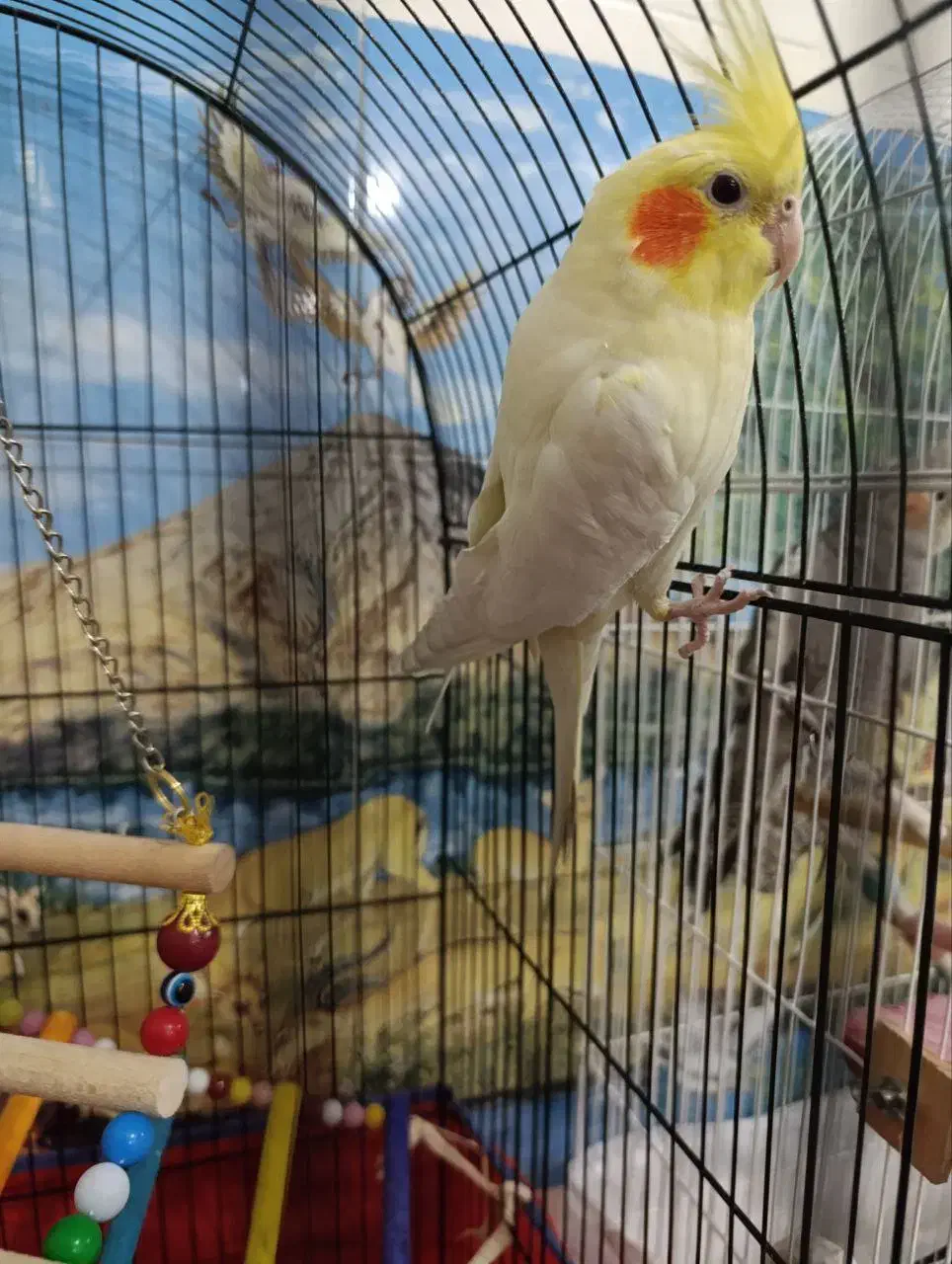 عروس هلندی نر و ماده|پرنده|ورامین, خیر آباد|دیوار