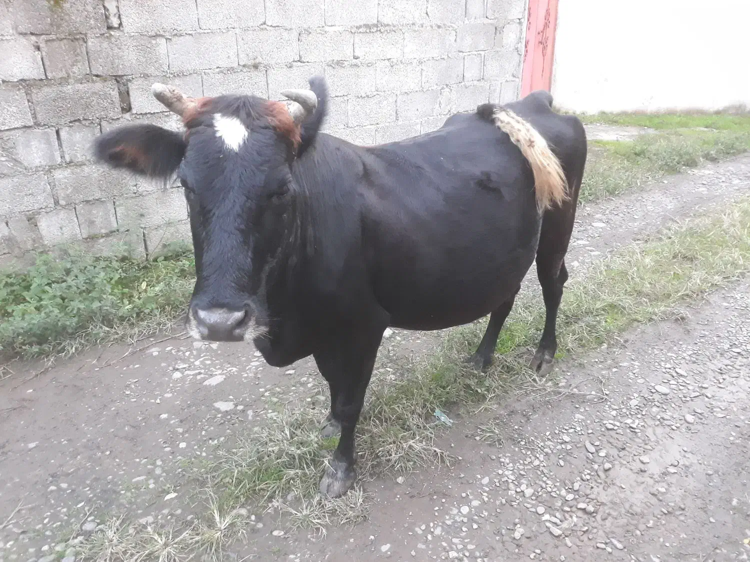 گاو چالوسی ابستن|حیوانات مزرعه|توتکابن, |دیوار