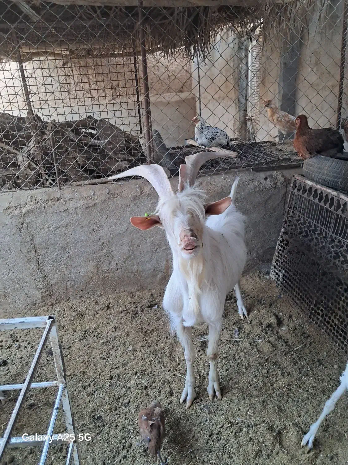 چپش سانن یک|حیوانات مزرعه|اردکان, |دیوار