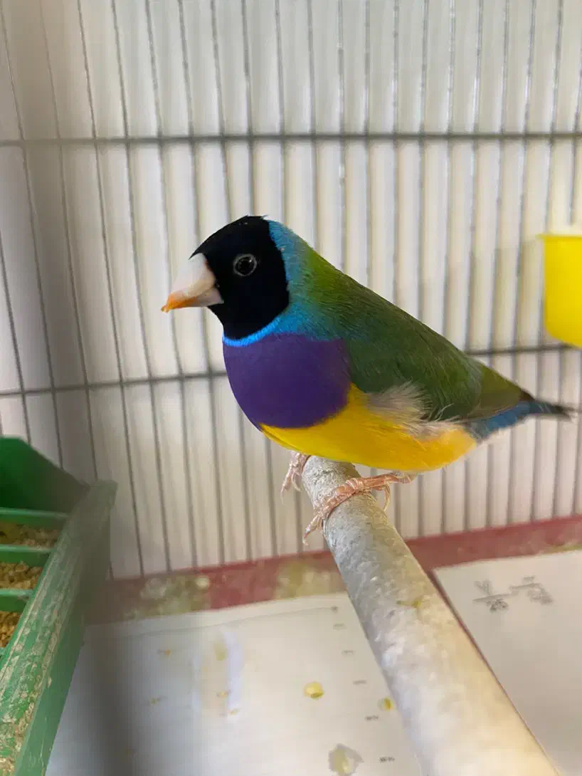 فنچ گلدین نر|پرنده|قزوین, |دیوار