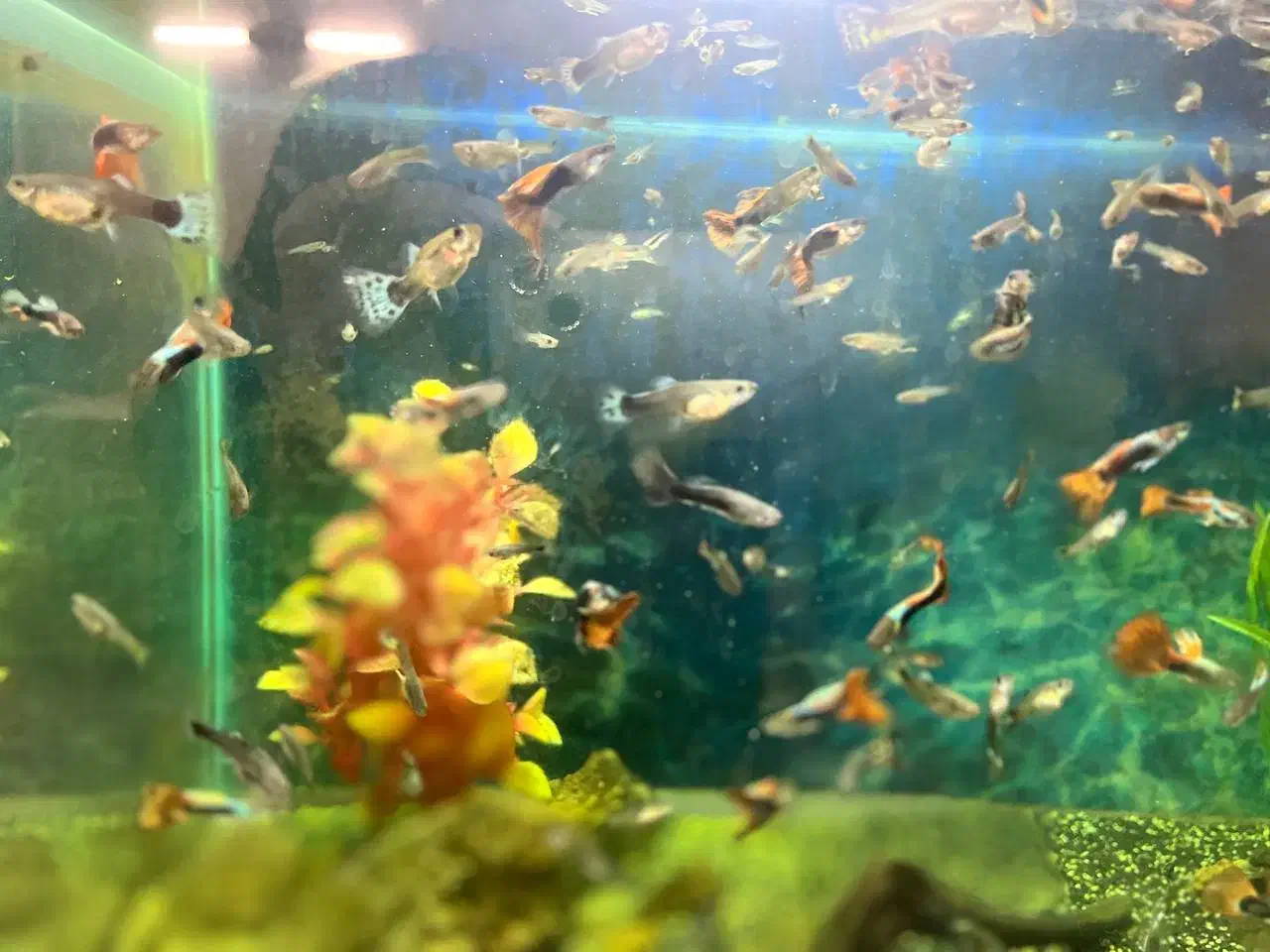 اکواریوم|ماهی|تهران, پرستار|دیوار