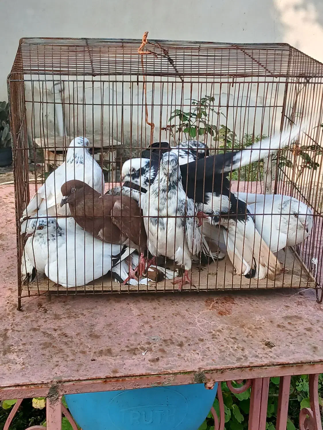 فروش تعدادی کبوتر خوشگل پرشی سالم|پرنده|تولم شهر, |دیوار