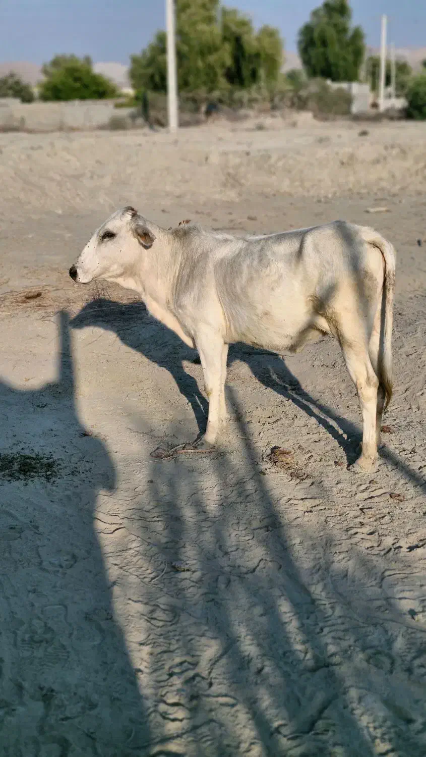 فروش گاو ماده در سیریک|حیوانات مزرعه|سیریک, |دیوار