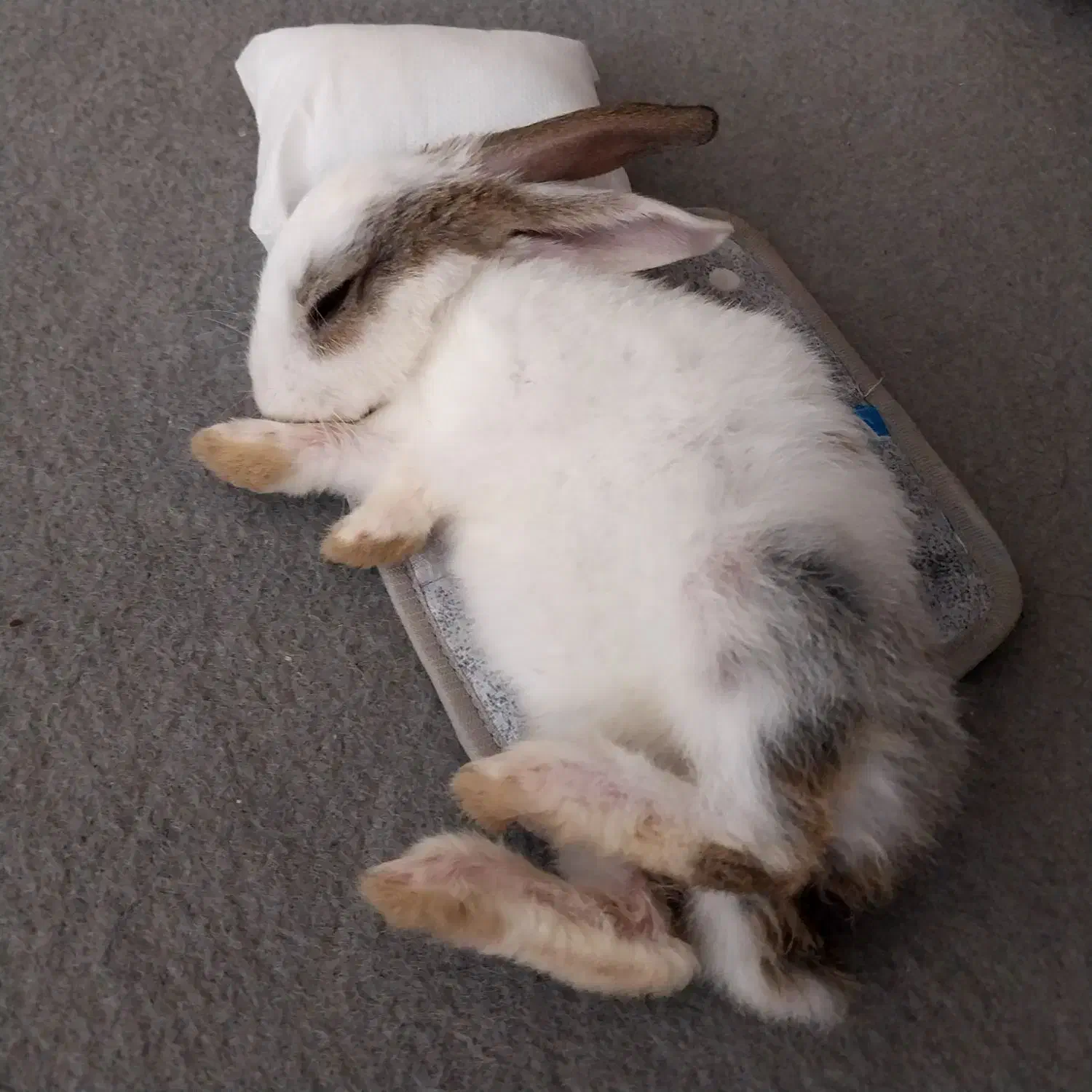 خرگوش بازی گوش ۲۵۰|موش و خرگوش|سبزوار, فیاض|دیوار