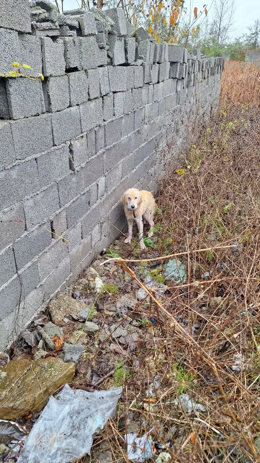 سگی پیدا شده|حیوانات|رشت, پیرکلاچای|دیوار