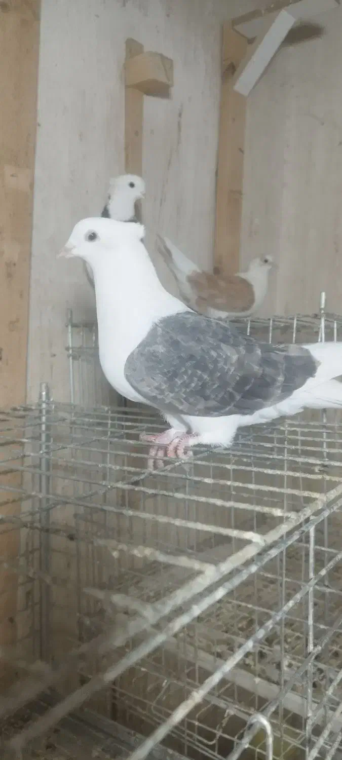 دوکت نسل قدیم|پرنده|باغ ملک, |دیوار