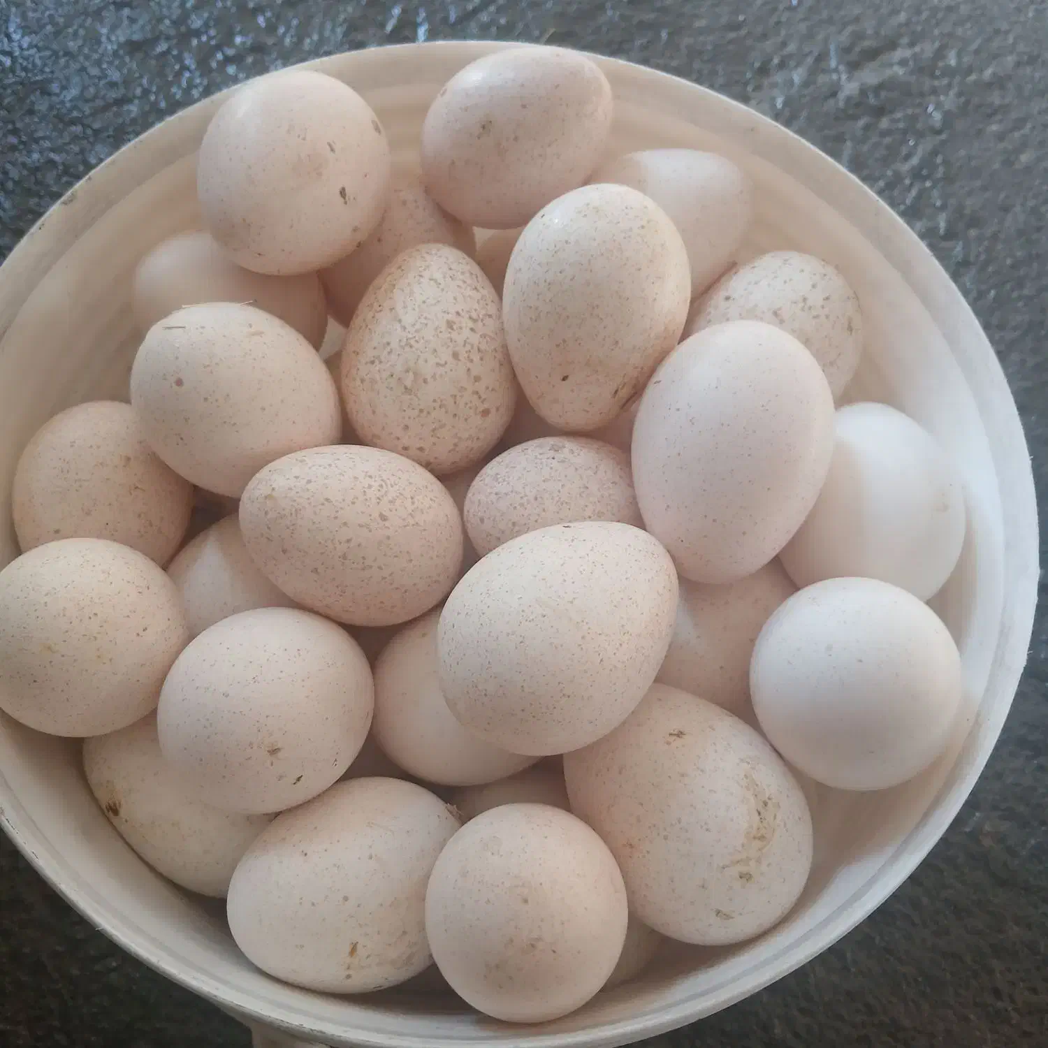 تخمه بوقلمون|خوردنی و آشامیدنی|شیروان (لرستان), |دیوار