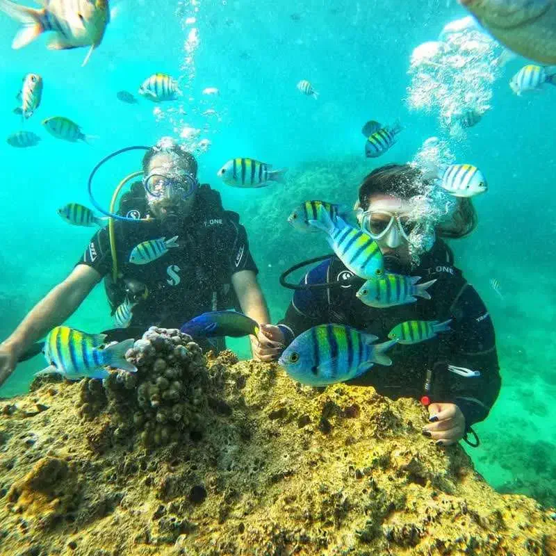 کیش آفری|تور و چارتر|مشهد, کوشش|دیوار