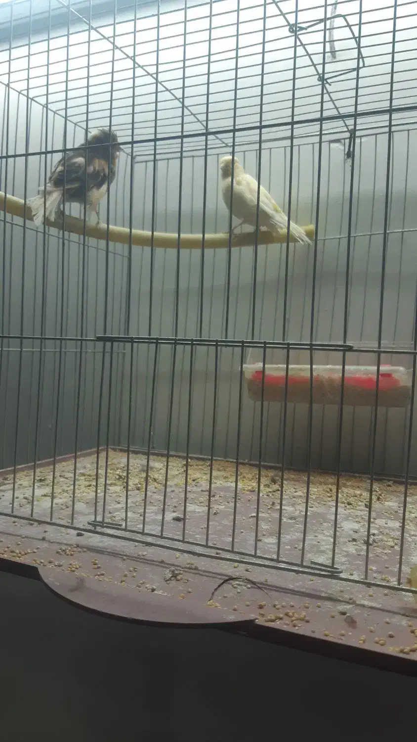 یک جفت قناری|پرنده|برخوار, |دیوار