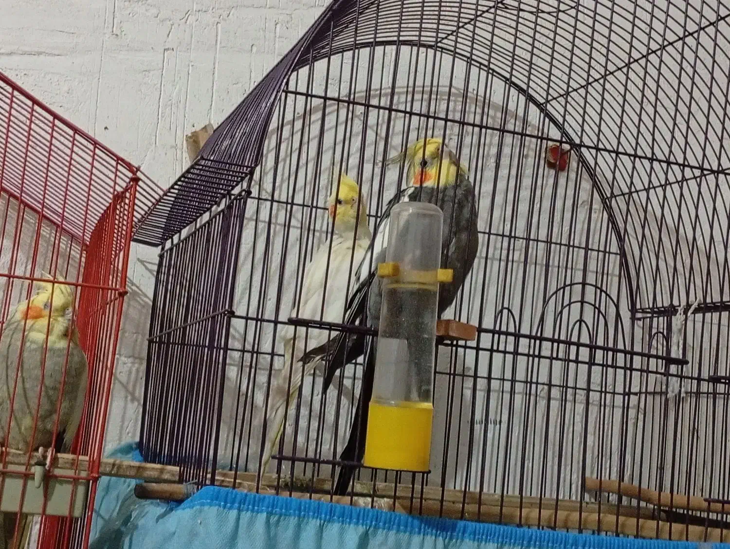 فروش عروس هلندی|پرنده|بندر دیر, |دیوار