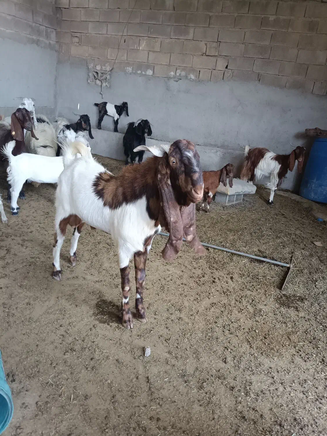 بزهای افغانی اصل|حیوانات مزرعه|باغ ملک, |دیوار