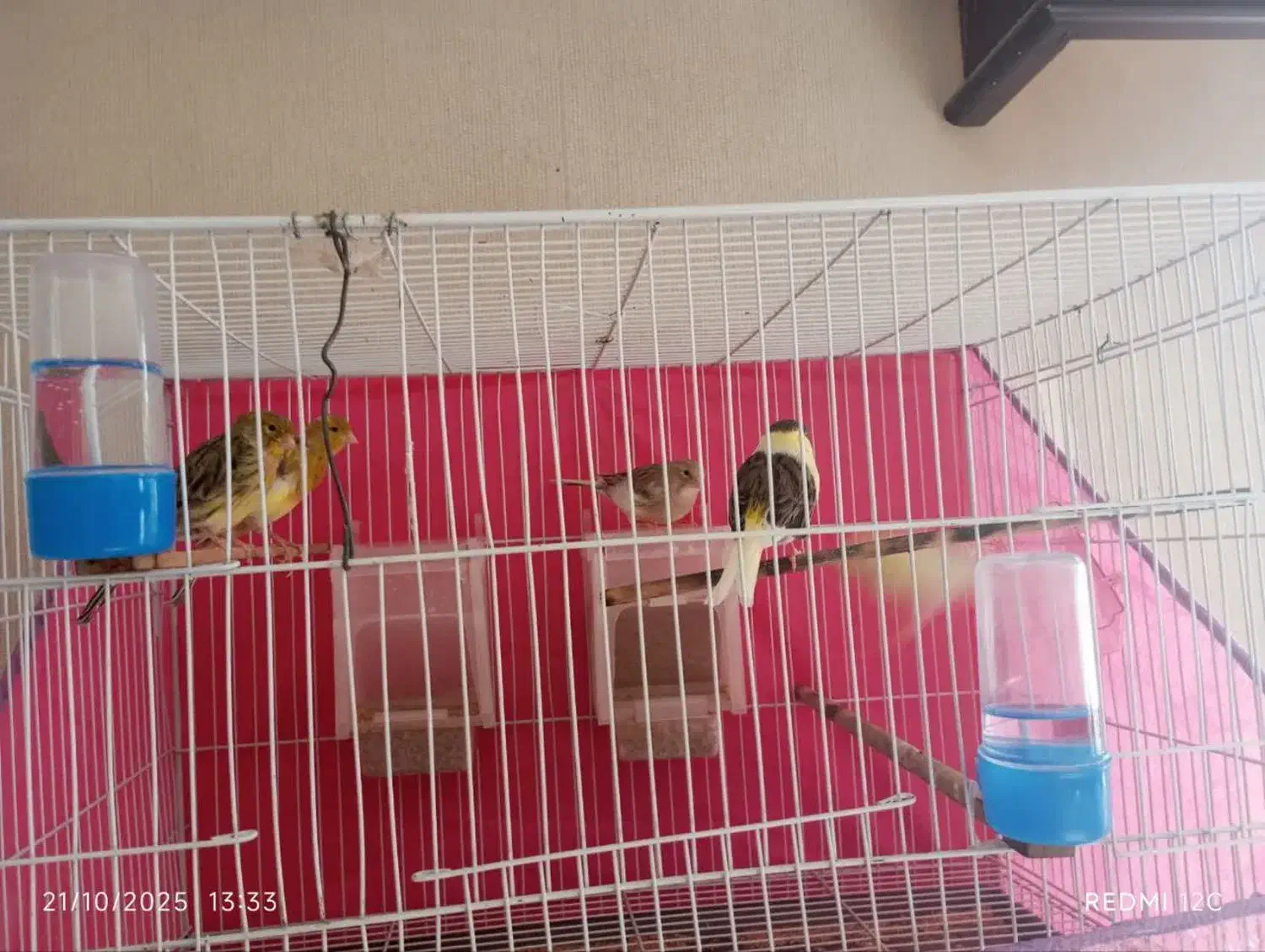 قناری ماده اماده|پرنده|مشهد, جاهد شهر|دیوار