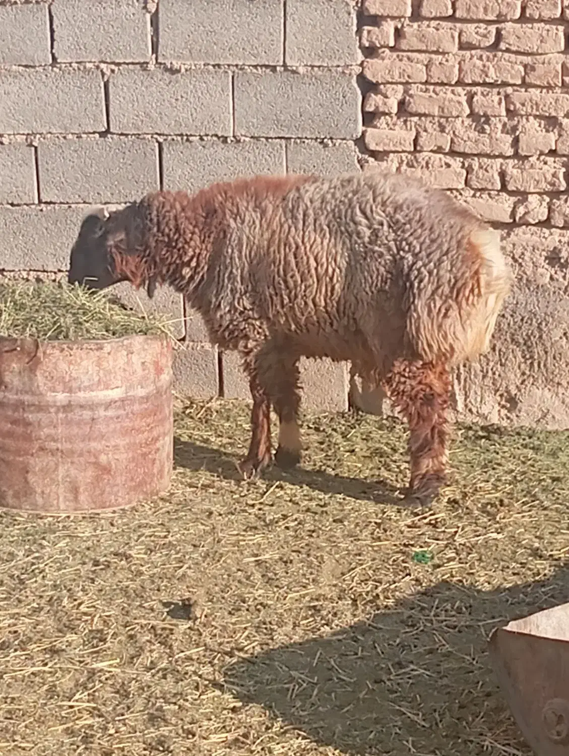 بره نر|حیوانات مزرعه|ارسنجان, |دیوار