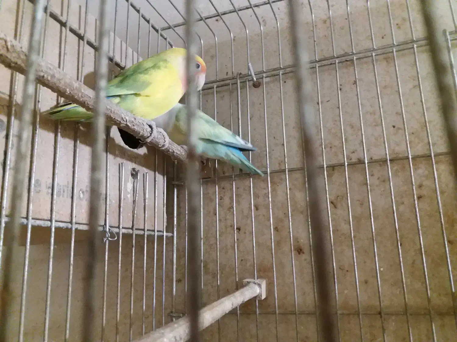 جفت مولد طوطی برزیلی|پرنده|پردیس, شهرک صنعتی خرمدشت فاز ۷|دیوار